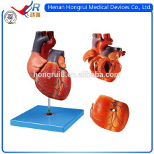 ISO-Unterricht Demonstrational Adult Heart Model